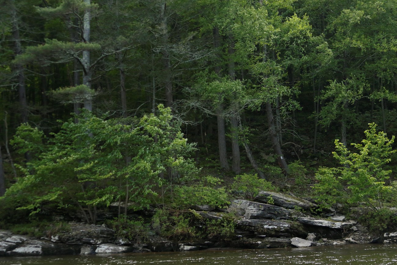 Forested area along river. White square markers are painted on trees. Rocks line bank.