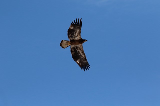 Juvenile bald eagle in flight viewed from below. Bird is dark brown with white mottling (patches).