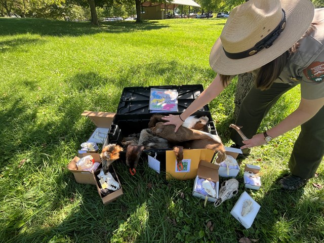 park ranger in flat hat places animal pelt inside black plastic trunk with other materials in grass
