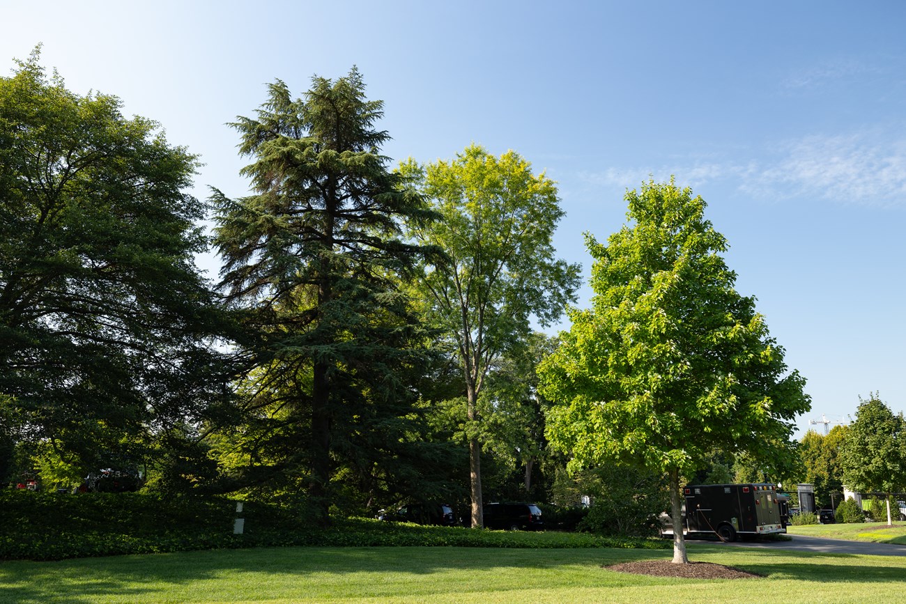 A group of trees on the White House lawn