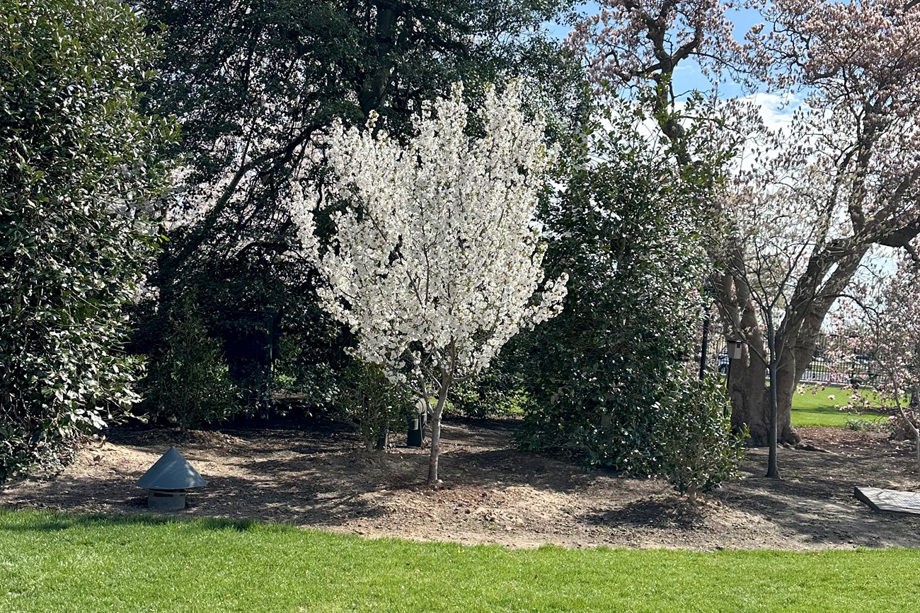 Yoshino cherry in bloom on the South Grounds of the White House