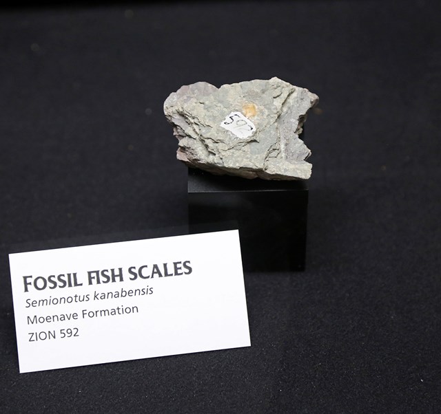 A flat shard of rock with a fossilized shiny orange fish scale, about the size of a fingernail