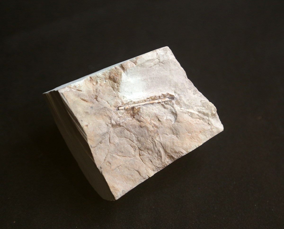thin line of bone in a square-shaped rock