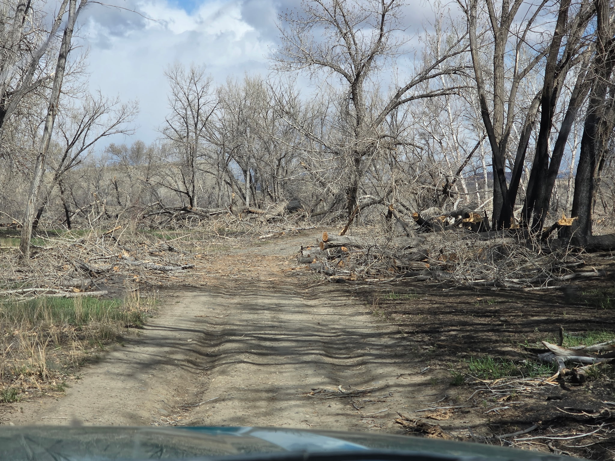 Cut trees from the Kane Fire block portions of a gravel road in the Yellowtail Habitat Area.