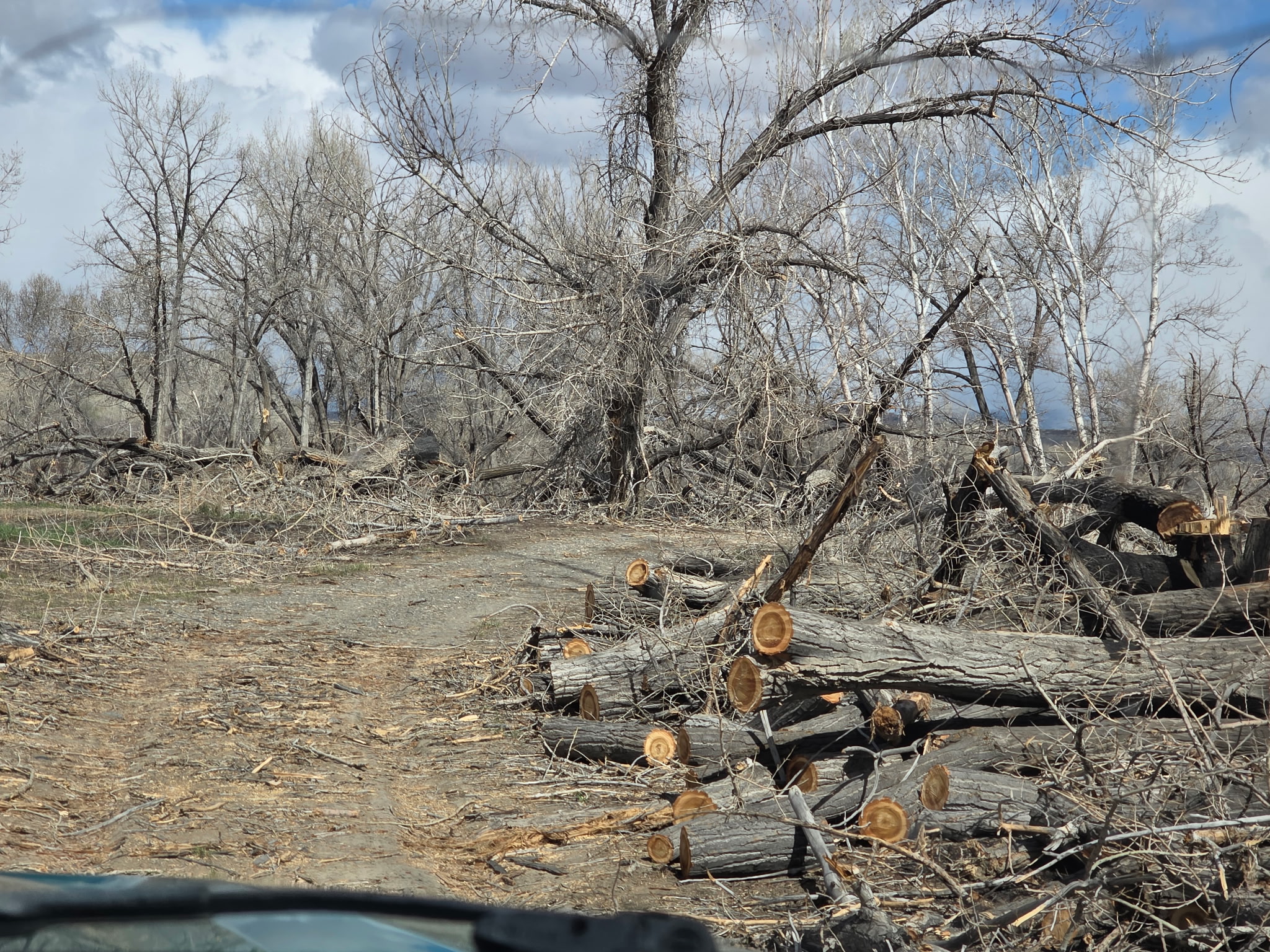 Cut trees from the Kane Fire block portions of a gravel road in the Yellowtail Habitat Area.
