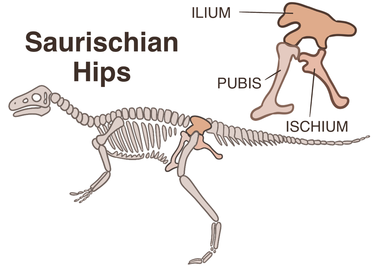 A drawing that shows the lizard-like hip structure of saurischian dinosaurs, with the pubis bone pointing forward and down. Text says "Saurischian Hips" with ilium, ischium, and pubis bones labeled.