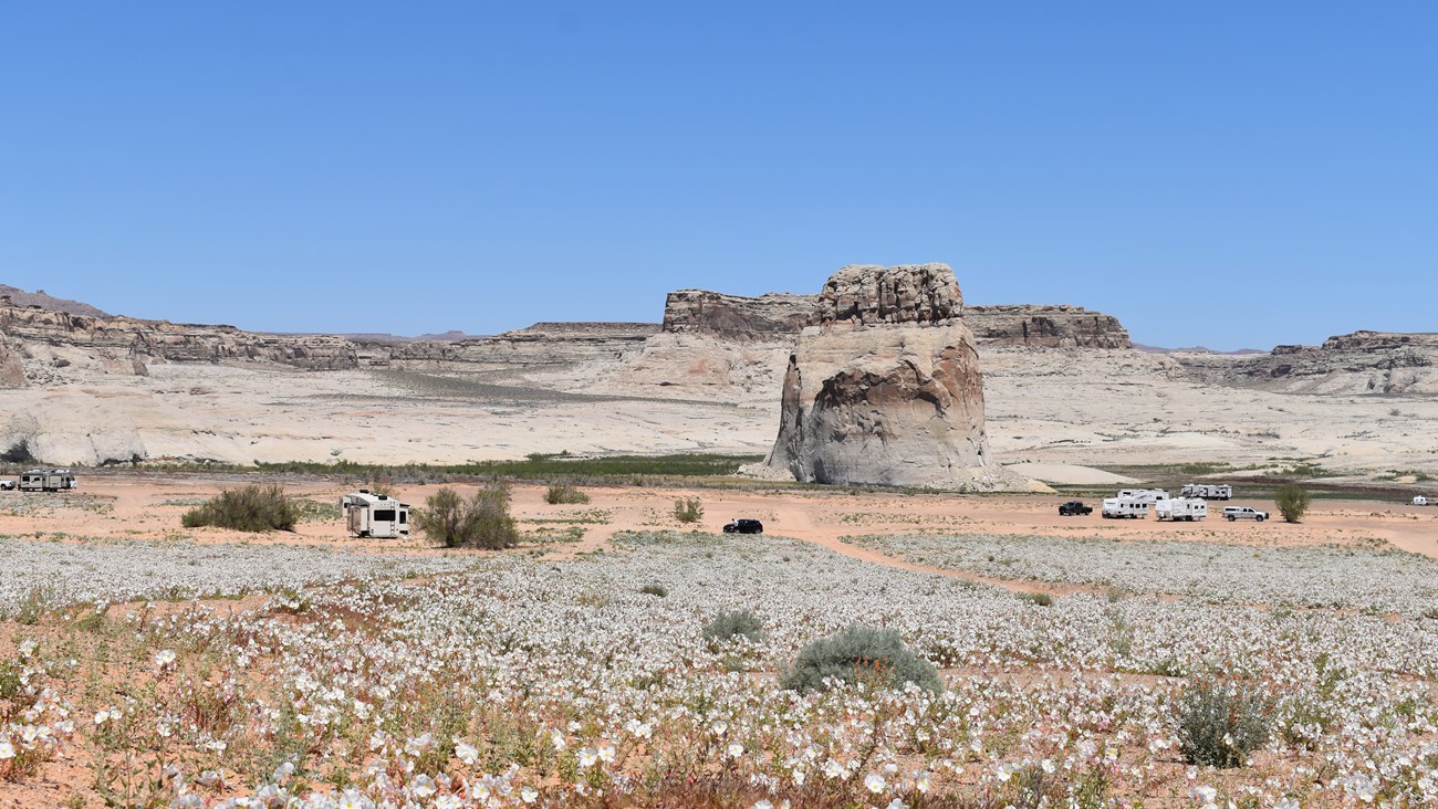 Sandstone butte in a field of white flowers. A few camper RVs and cars around the butte.