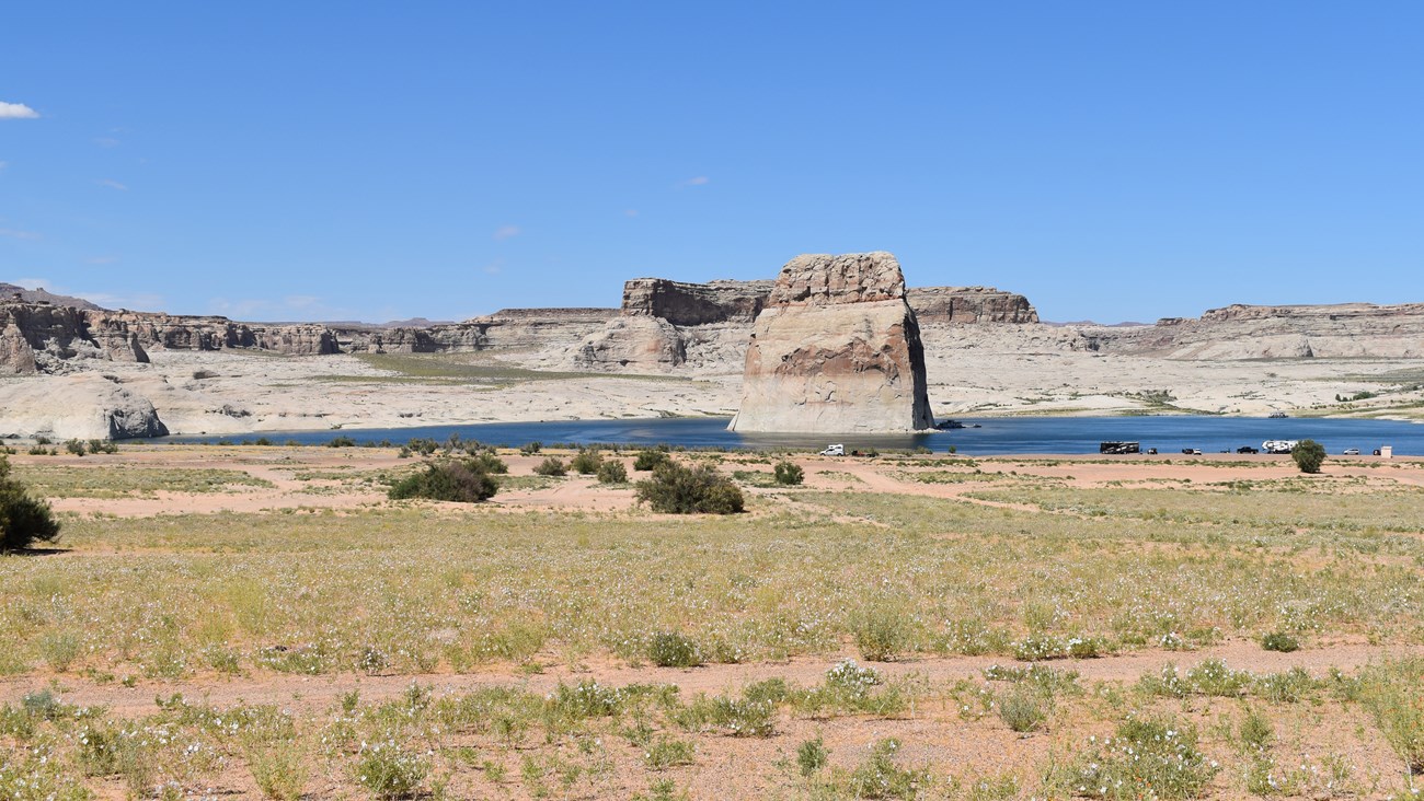 Sandstone butte in a field of white flowers. A few camper RVs and cars around the butte.