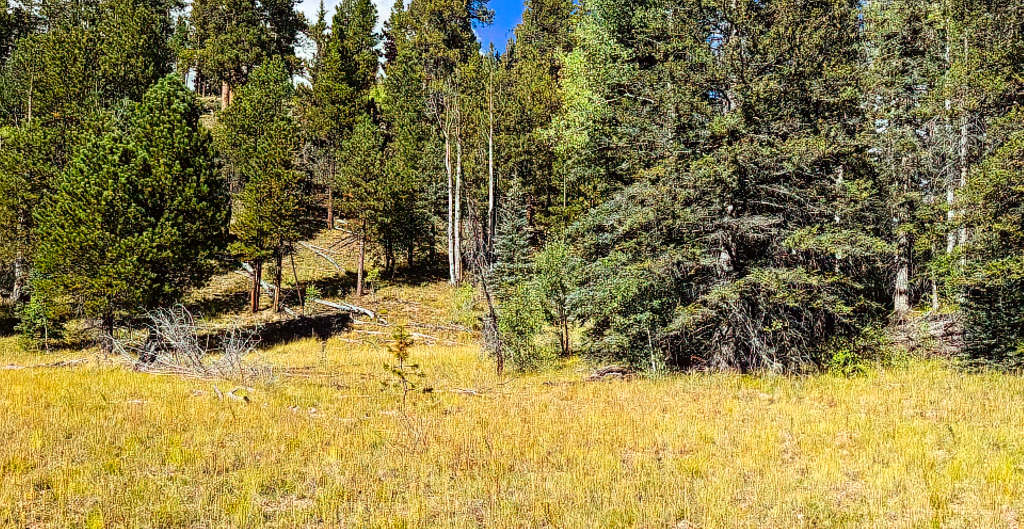 Men, wagon, and horse in front of cabin with fence in foreground, trees in background