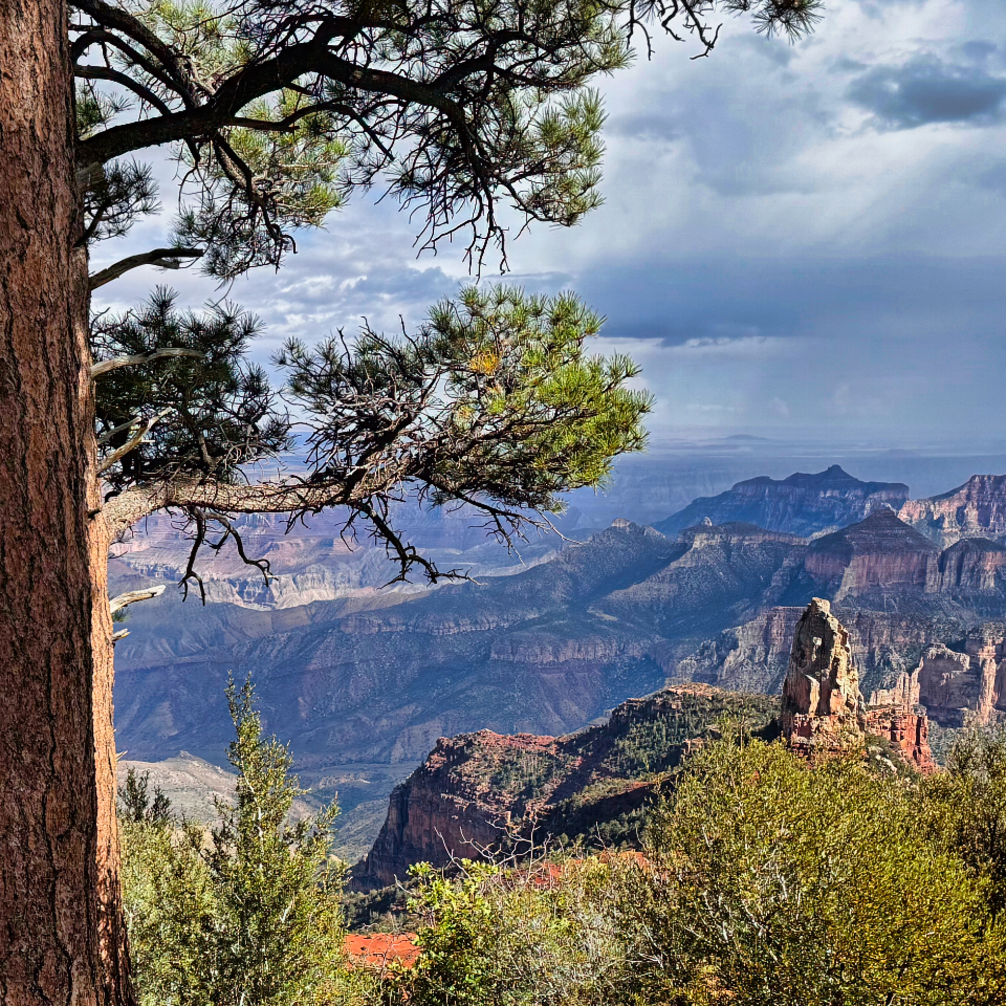 Man standing next to tree looking out at canyon