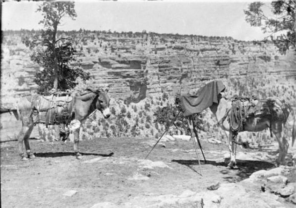 Two mules facing eachother, one has head covered with a tripod and camera in front of it