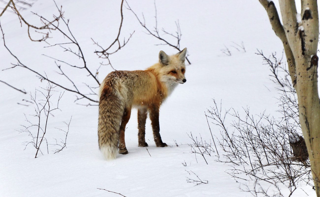 Fox and kit in nuzzling in green grass, foxes coat is thin yet full with red and white highlights