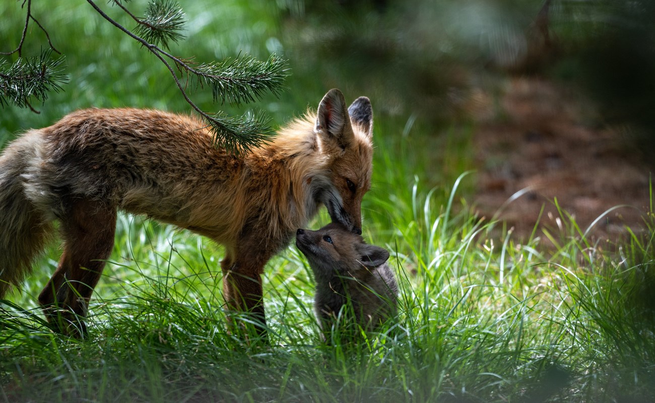 Fox and kit in nuzzling in green grass, foxes coat is thin yet full with red and white highlights