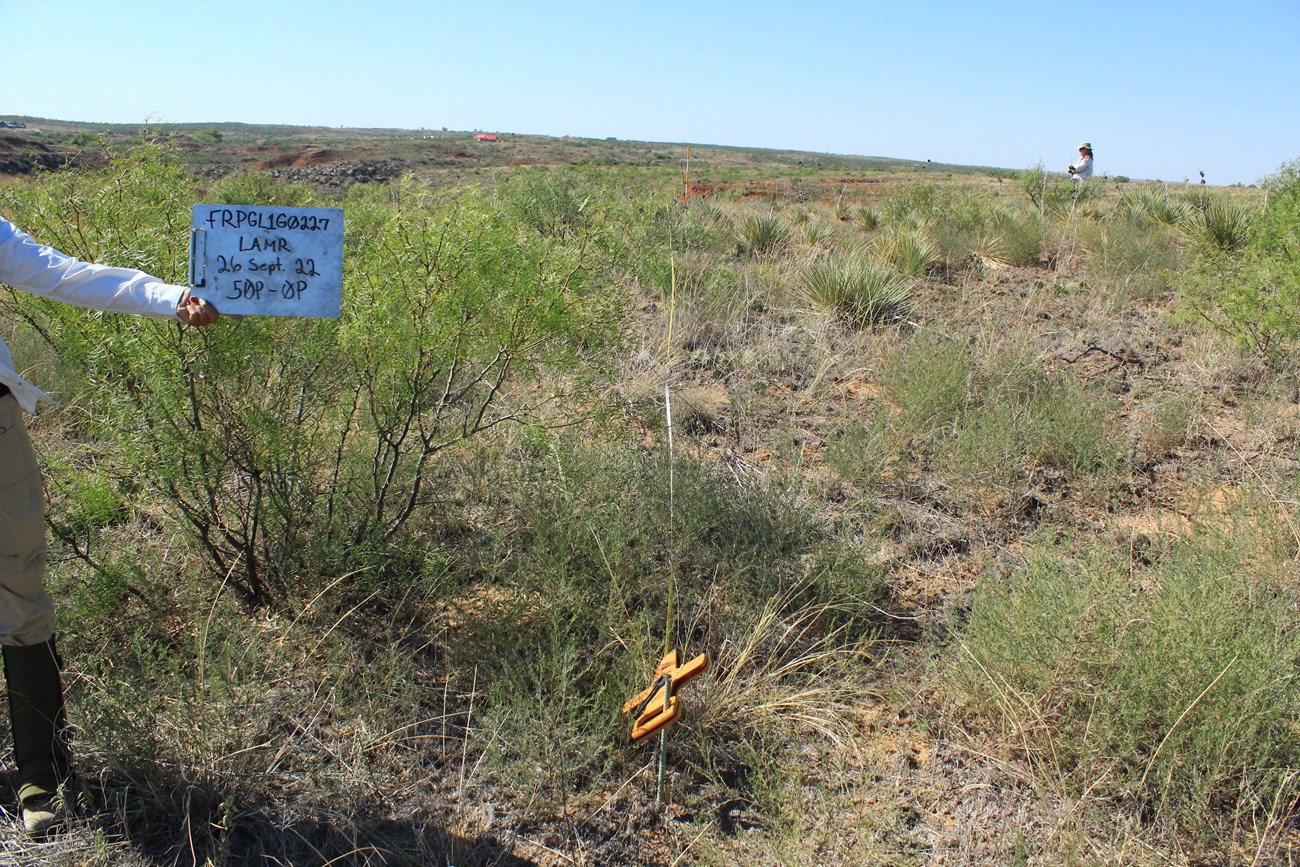 A photo of plot 227 with a mesquite tree and brown and green grasses before a prescribed burn. Fire effects monitor holds a white sign with "FRPGL1G0227/LAMR/26 Sept. 22/ 50P-0P" written on the sign.
