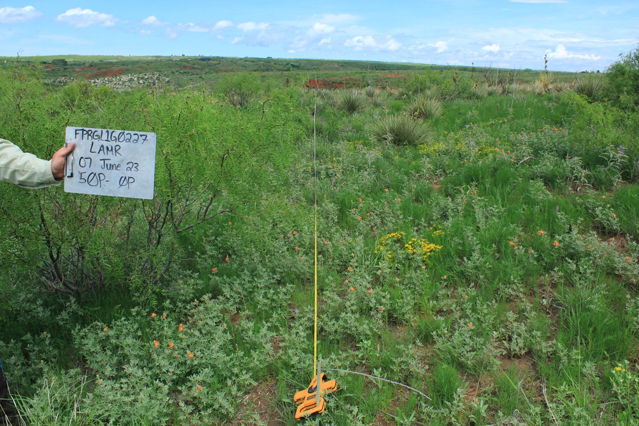 A photo of plot 227 with a mesquite tree and brown and green grasses before a prescribed burn. Fire effects monitor holds a white sign with "FRPGL1G0227/LAMR/26 Sept. 22/ 50P-0P" written on the sign.