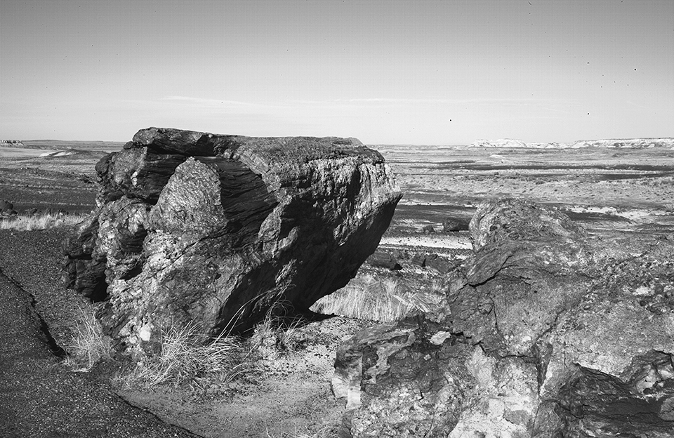 Black and white of petrified logs in a landscape