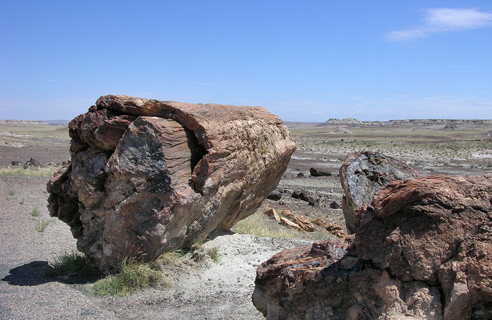 Black and white of petrified logs in a landscape