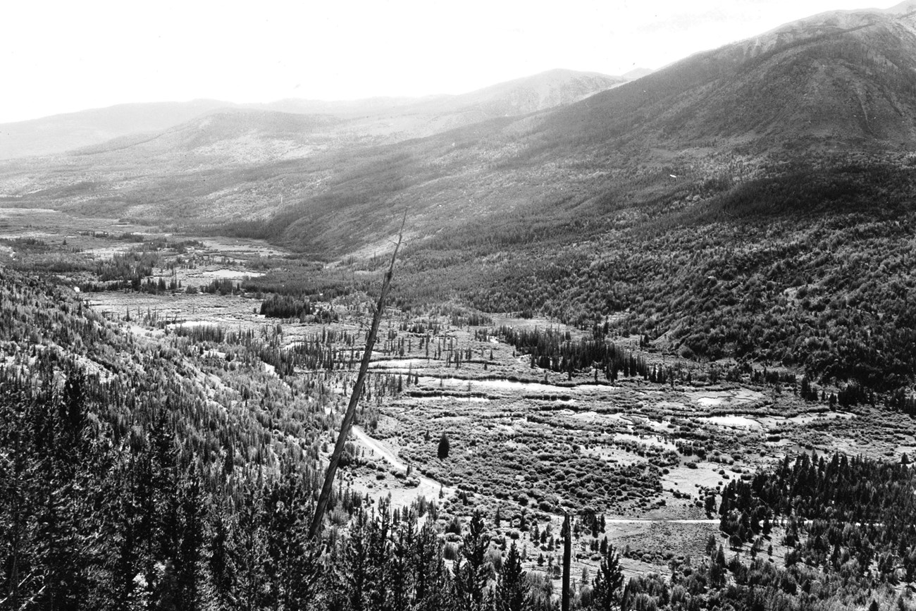 A historic, black and white photo of the Kawuneeche Valley that shows tall willow and standing water