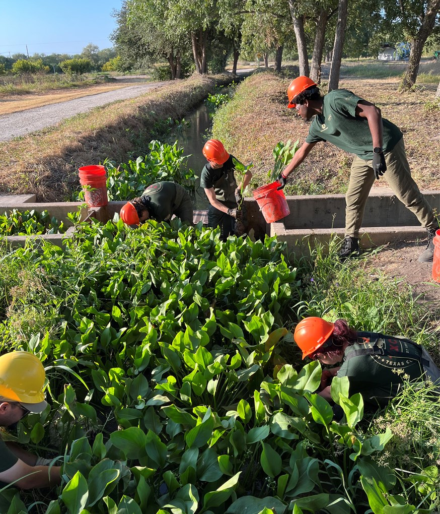 Conservation Corps crew members removing plants from the acequia or irrigation ditch.