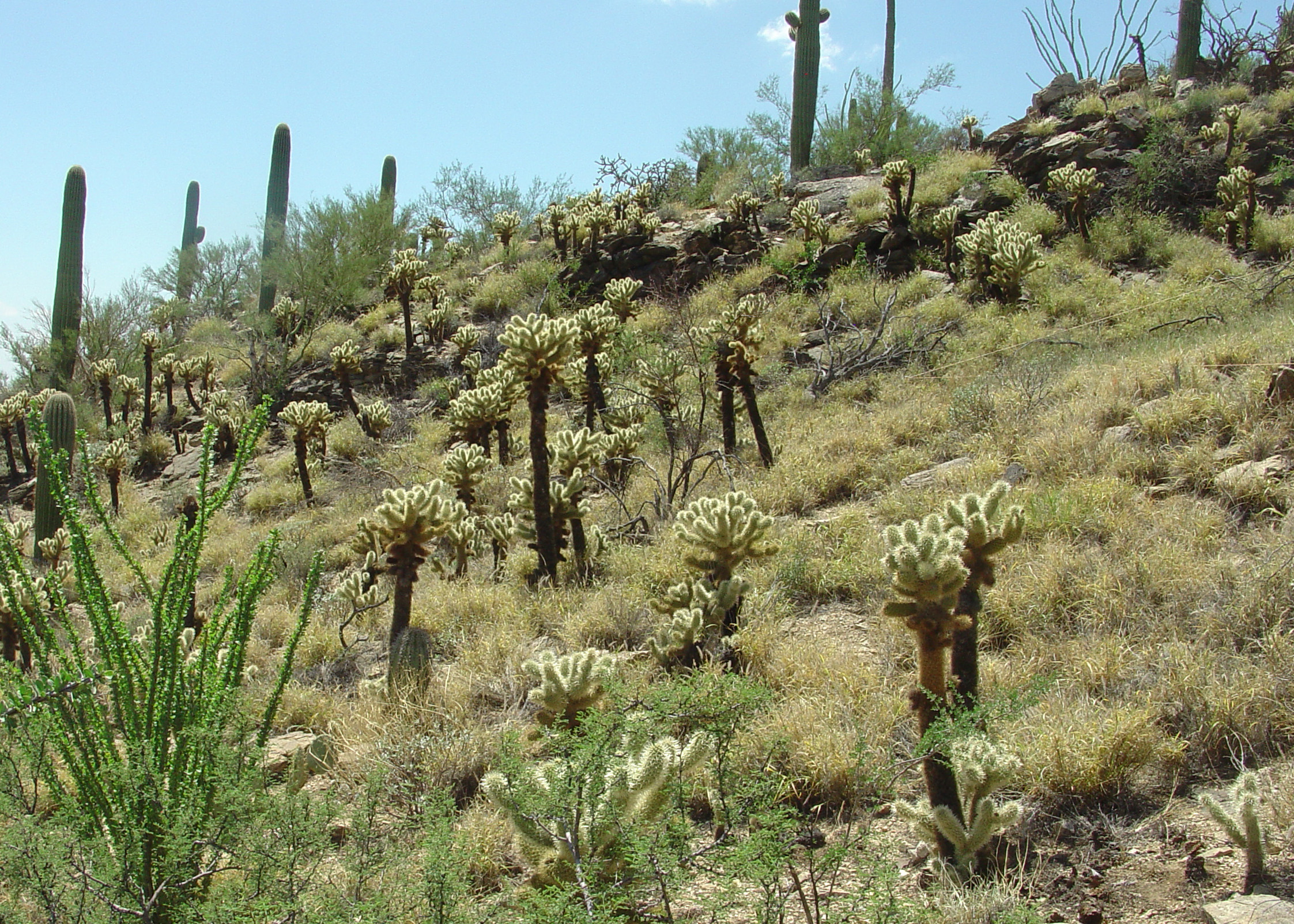 Hill sloping down to the left. Dotted with dozens of Saguaros and Teddy Bear Cholla. In between the cacti is yellow buffelgrass throughout.