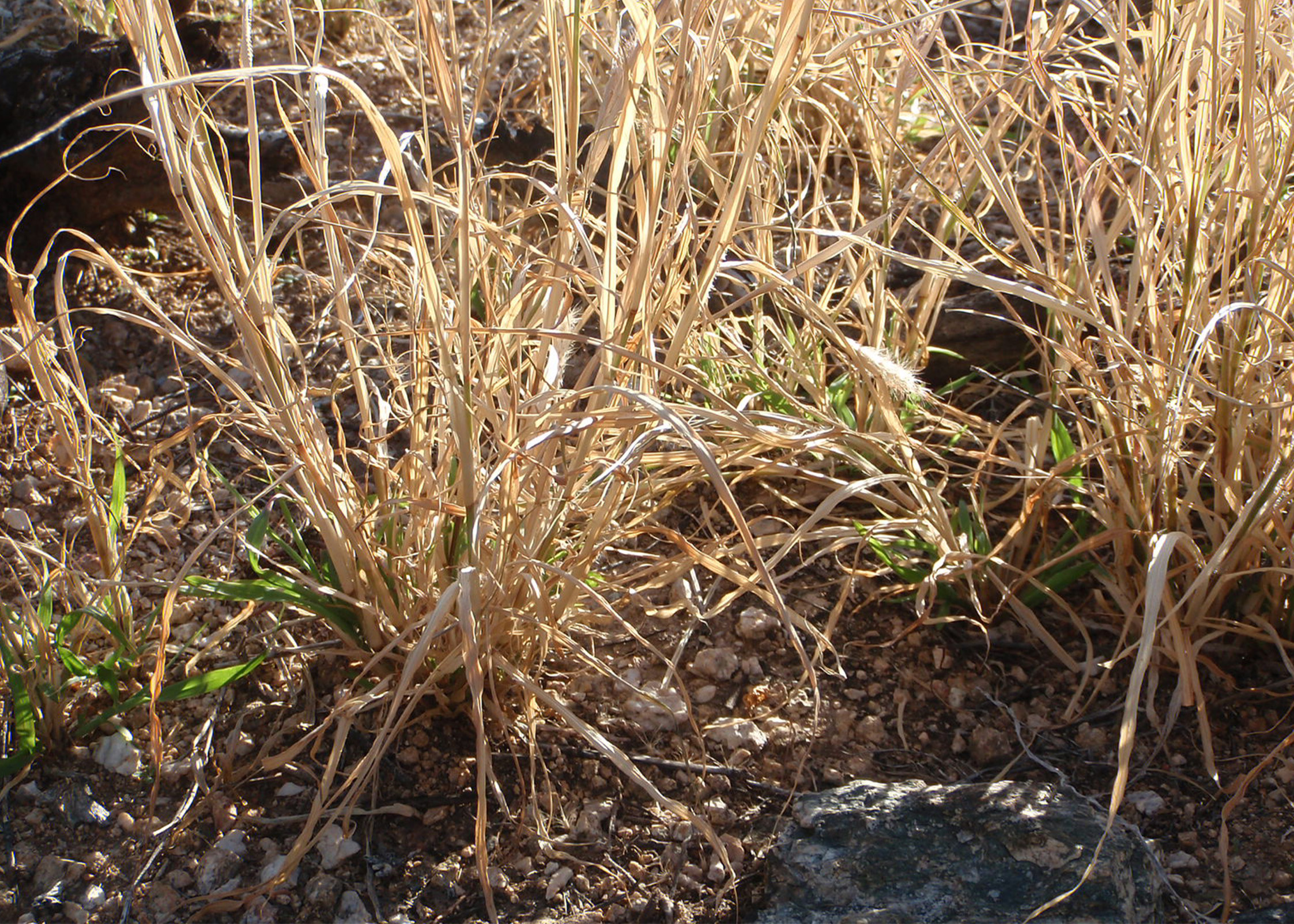 Hill sloping down to the left. Dotted with dozens of Saguaros and Teddy Bear Cholla. In between the cacti is yellow buffelgrass throughout.