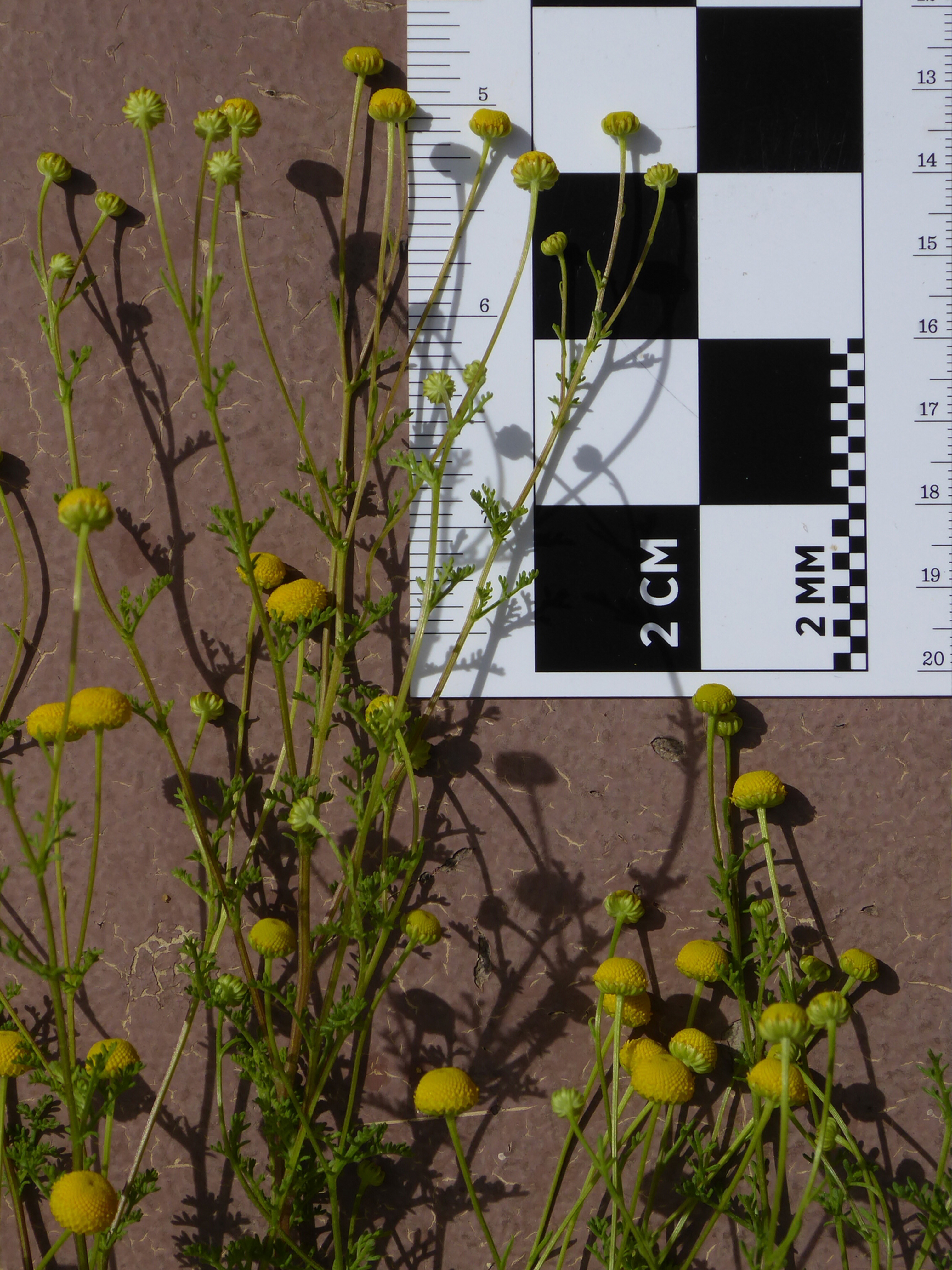 Close-up on a Stinknet plant next to a small ruler. Stinknet has thin green stems with feathery leaves, and yellow ball flowers.