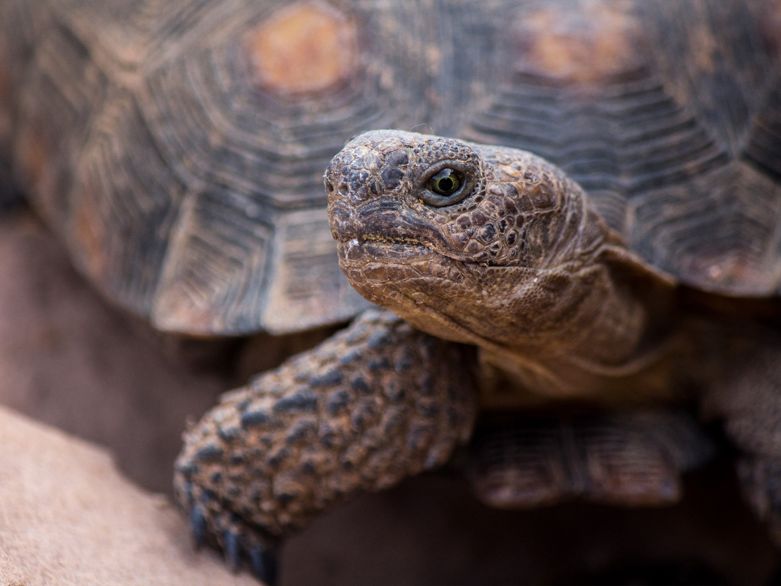 Close up on Sonoran Desert Tortoise. Head is sticking out of shell facing the left. The main focus is on the eye, looking just below the lens.
