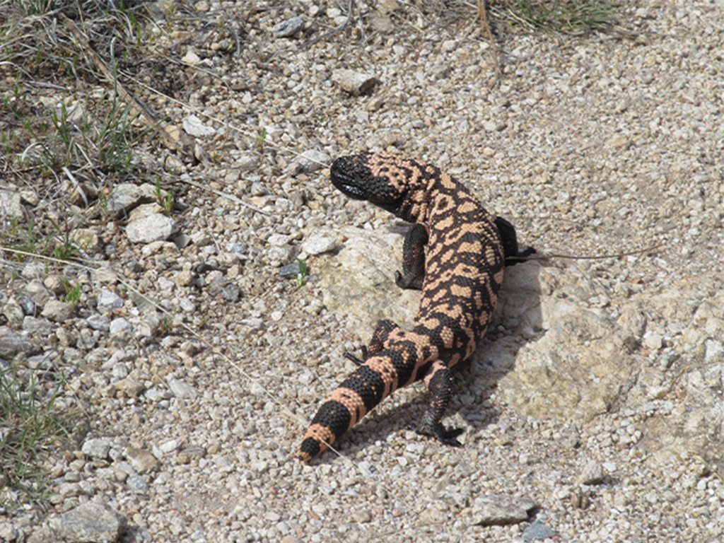 Close-up on a Gila Monster crawling around under thin branches, over gravel desert floor.