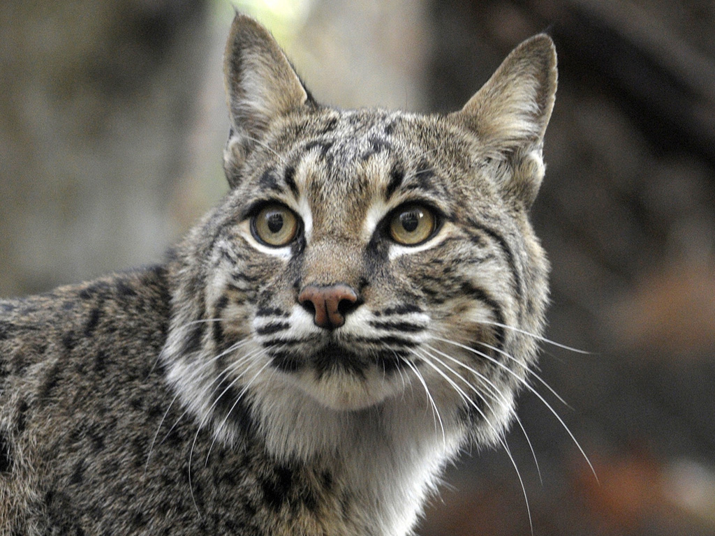 Bobcat's face is places center frame, looking up and to the left. The ears pointed up, fluffy hair making a circular shape, with intricate patterns of brown, black, grey, and white.