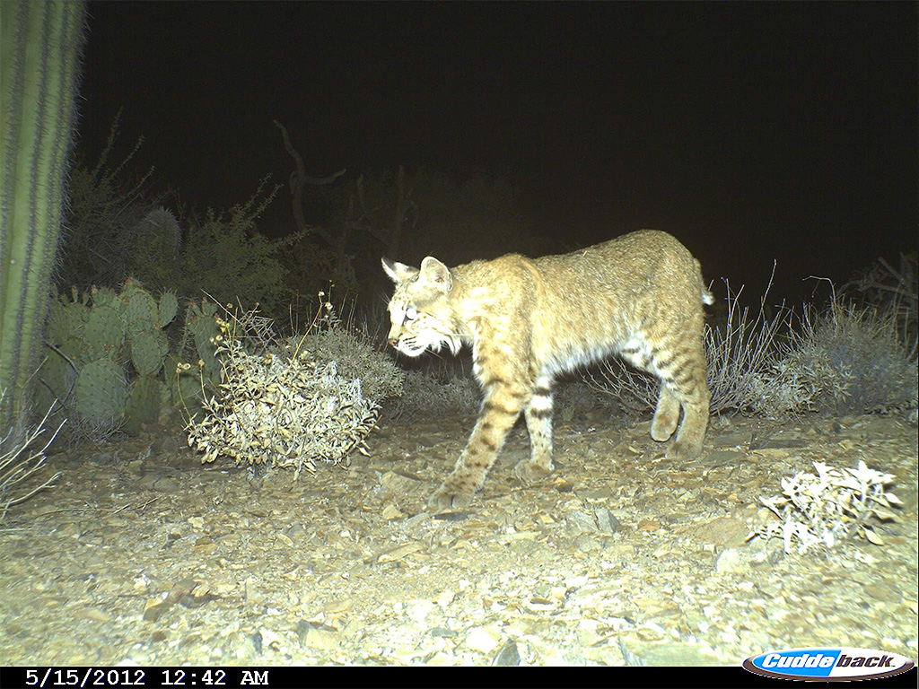 Bobcat's face is places center frame, looking up and to the left. The ears pointed up, fluffy hair making a circular shape, with intricate patterns of brown, black, grey, and white.