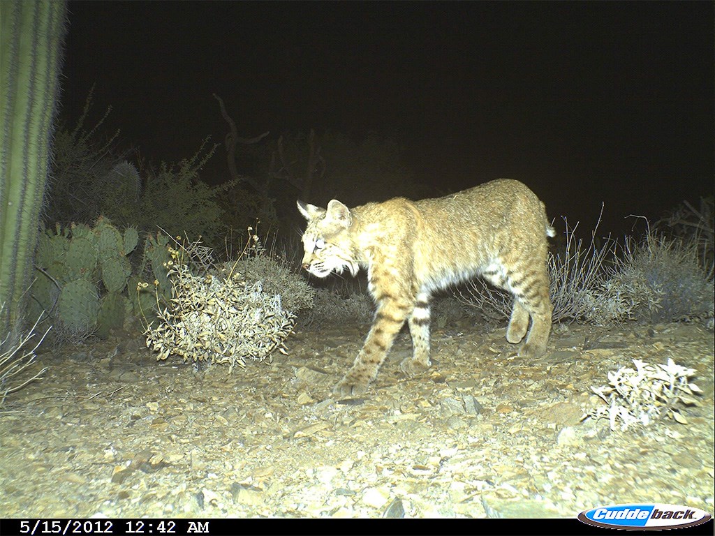 Bobcat's face is places center frame, looking up and to the left. The ears pointed up, fluffy hair making a circular shape, with intricate patterns of brown, black, grey, and white.