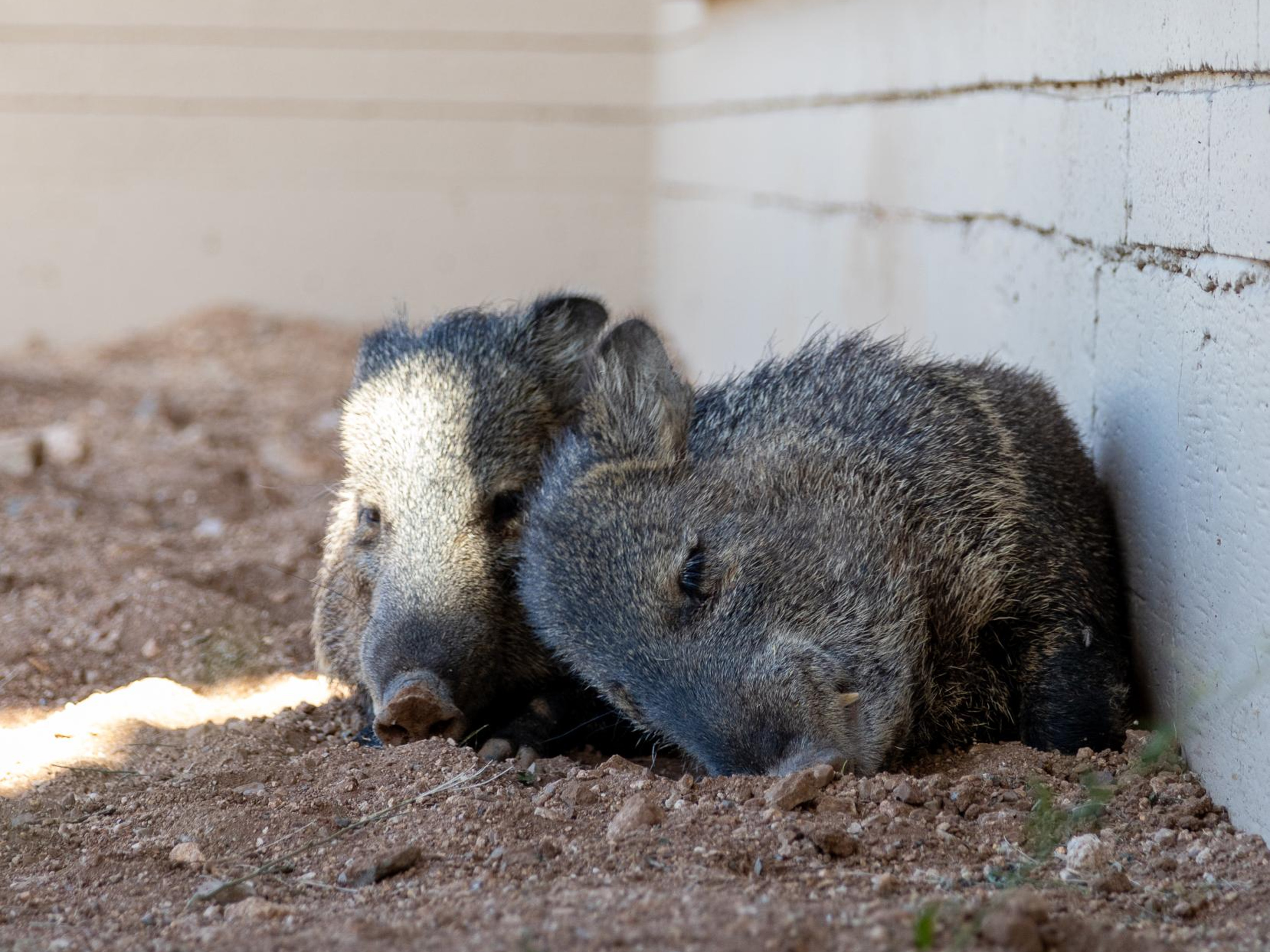 Two Javelina are laying down directly in front of the camera, appearing to cuddle together. Both are brown and tan with thick fur. Dusty brown ground below them, white brick walls behind them.