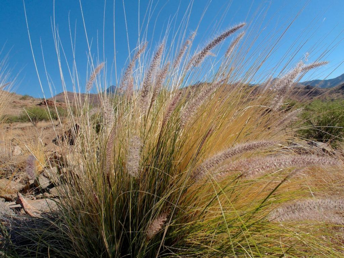 Low to the ground view of a large bush like bpatch of Fountain Grass. Green near the bottom, with a yellew hue near the top of each stand. several dozen fuzzy seed pods sit on top, purple in color and tube like in shape. A desert background with blue sky.