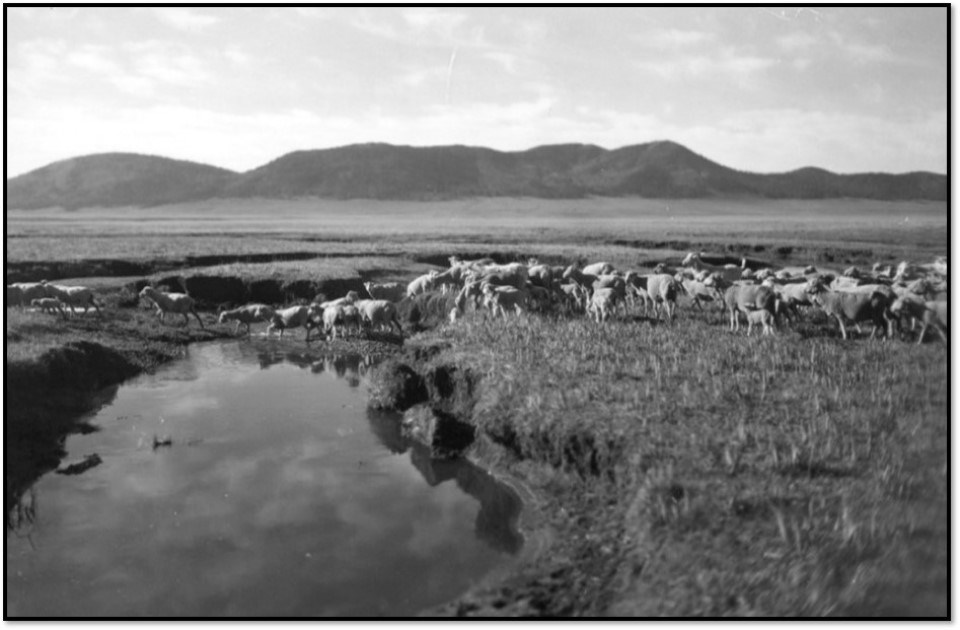 Historic black and white image of hundreds of sheep grazing along a narrow creek