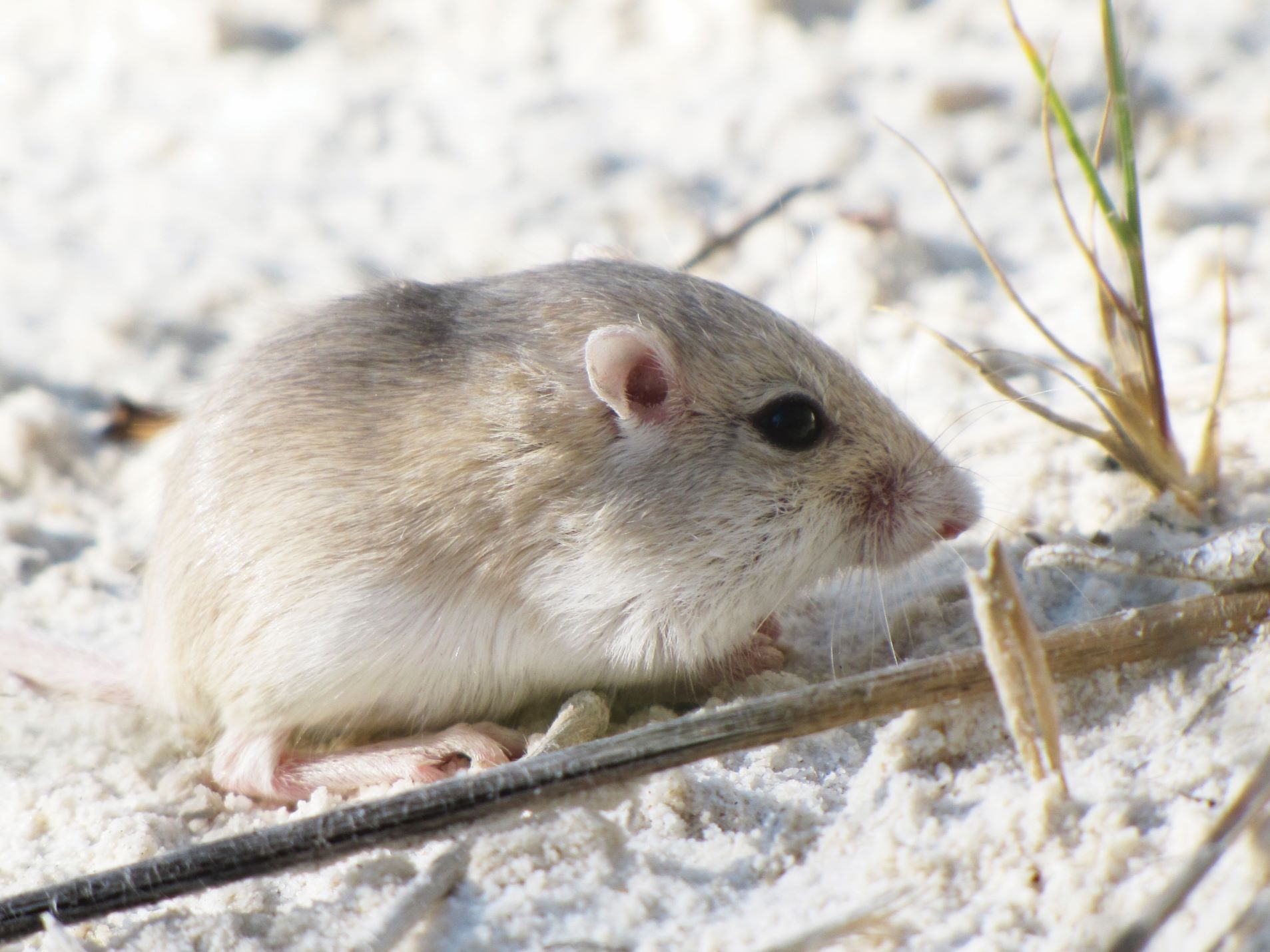 Three sets of tiny Apache pocket mouse run horizontally across the screen; each track is a collection of four small, circular footprints