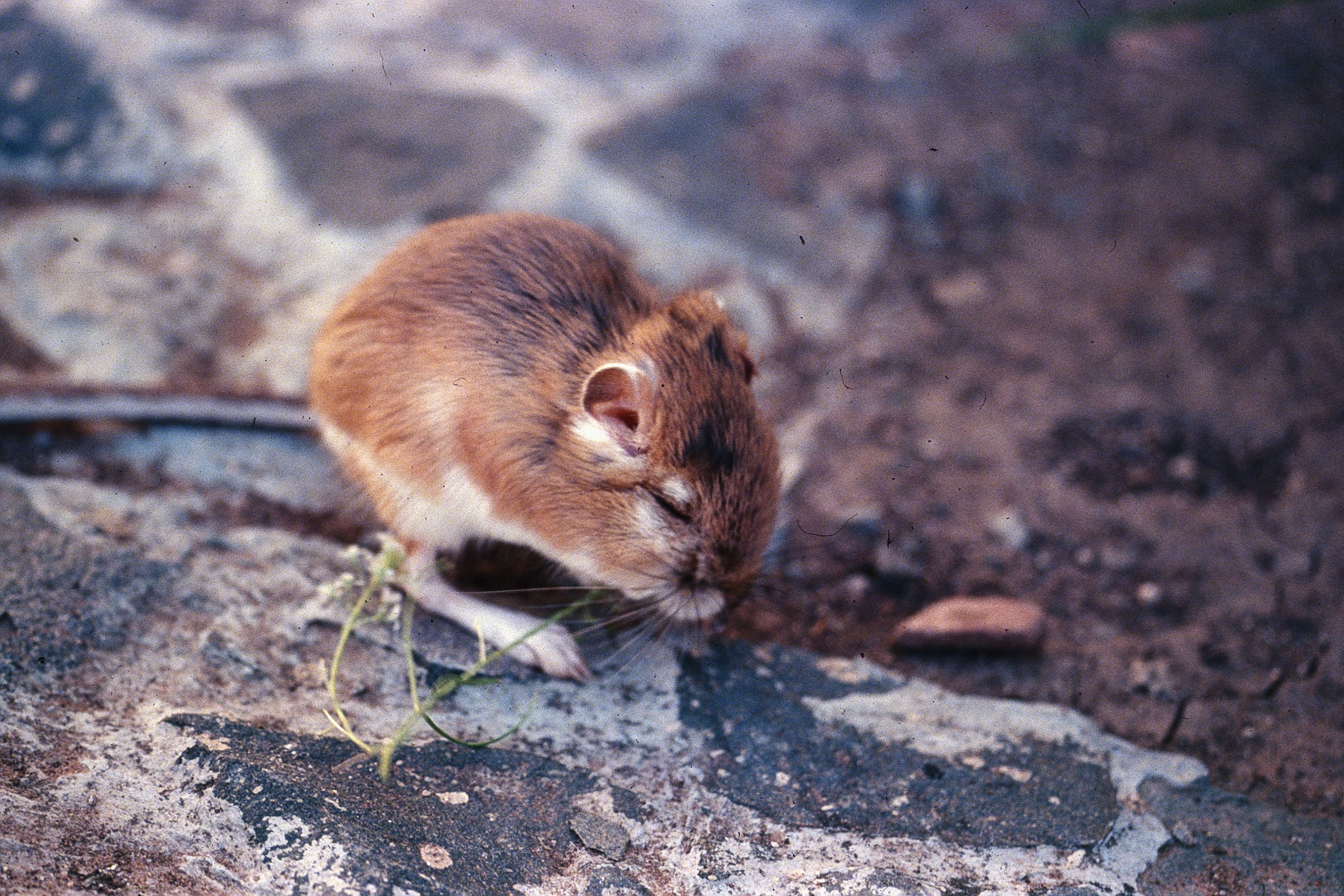 A set of kangaroo rat tracks; each track has four prints -- two larger rear feet and two small front feet with a tail line down the middle