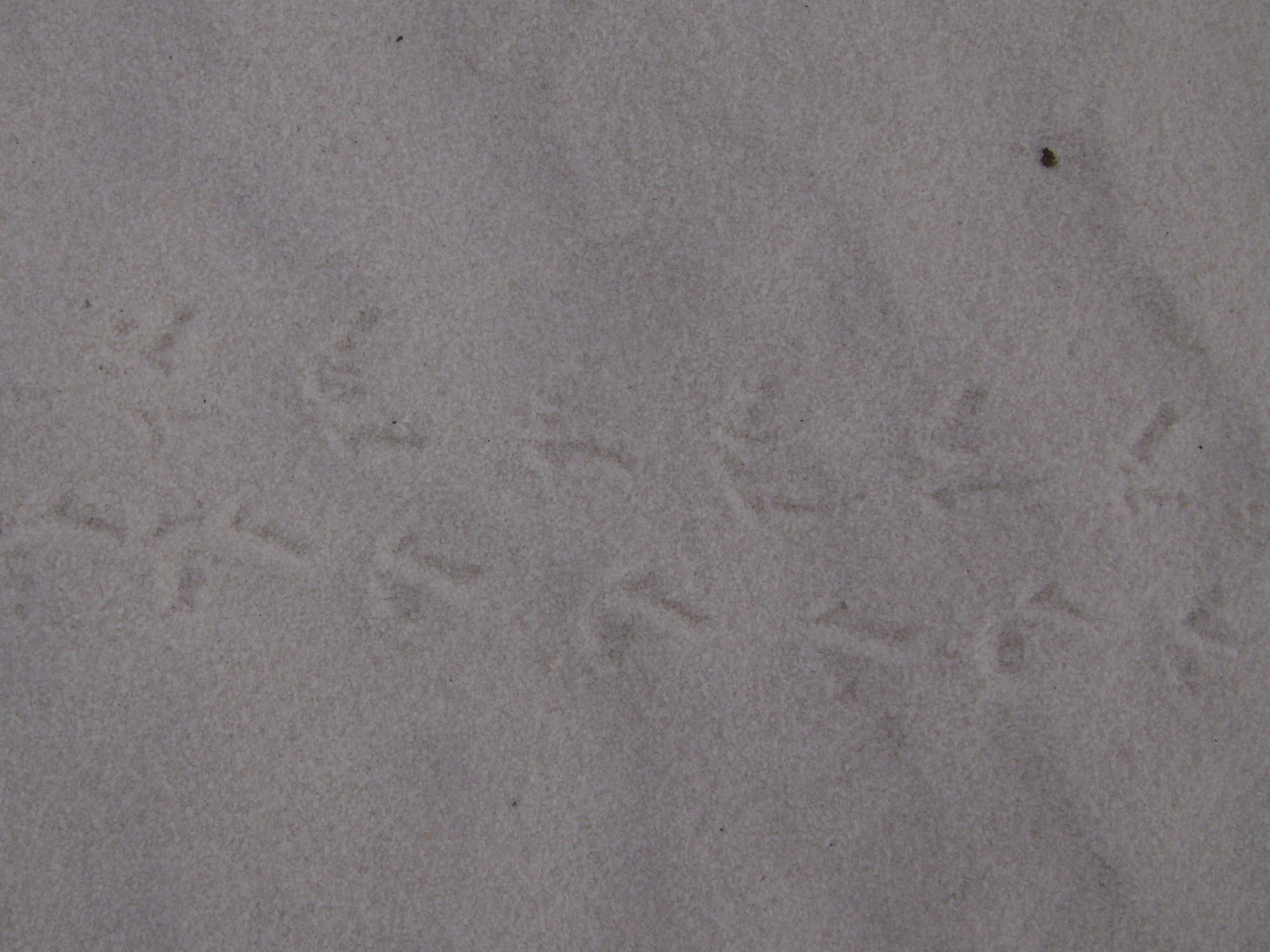 Tiny tracks in the sand making two straight lines; each footprint looks like a capital L, either normal or mirrored depending on the line