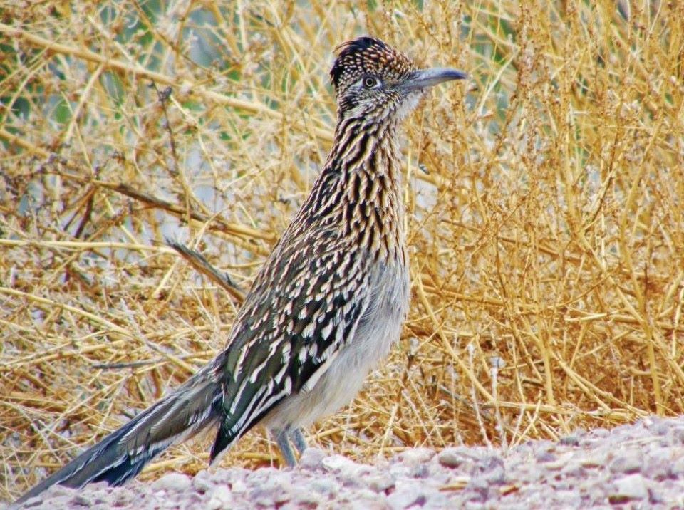 A set of roadrunner tracks in the white sand; they look like a stretched letter X