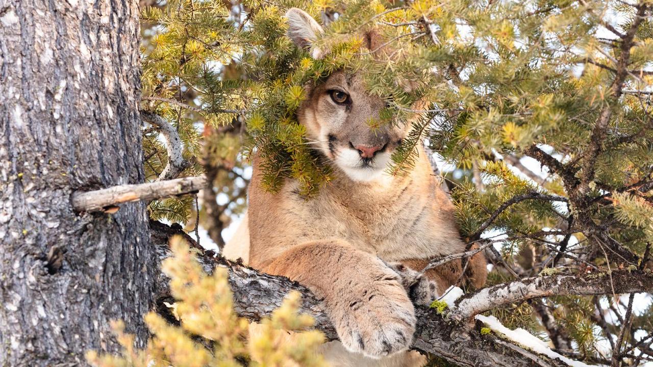 Cougar - Yellowstone National Park (. National Park Service)