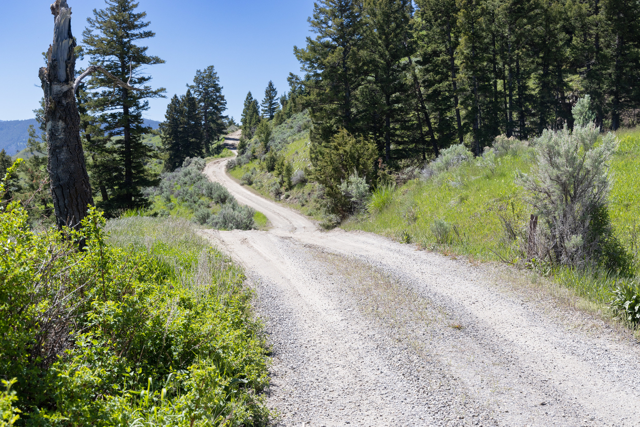 A one-lane dirt road that winds through a grassy and treed area.