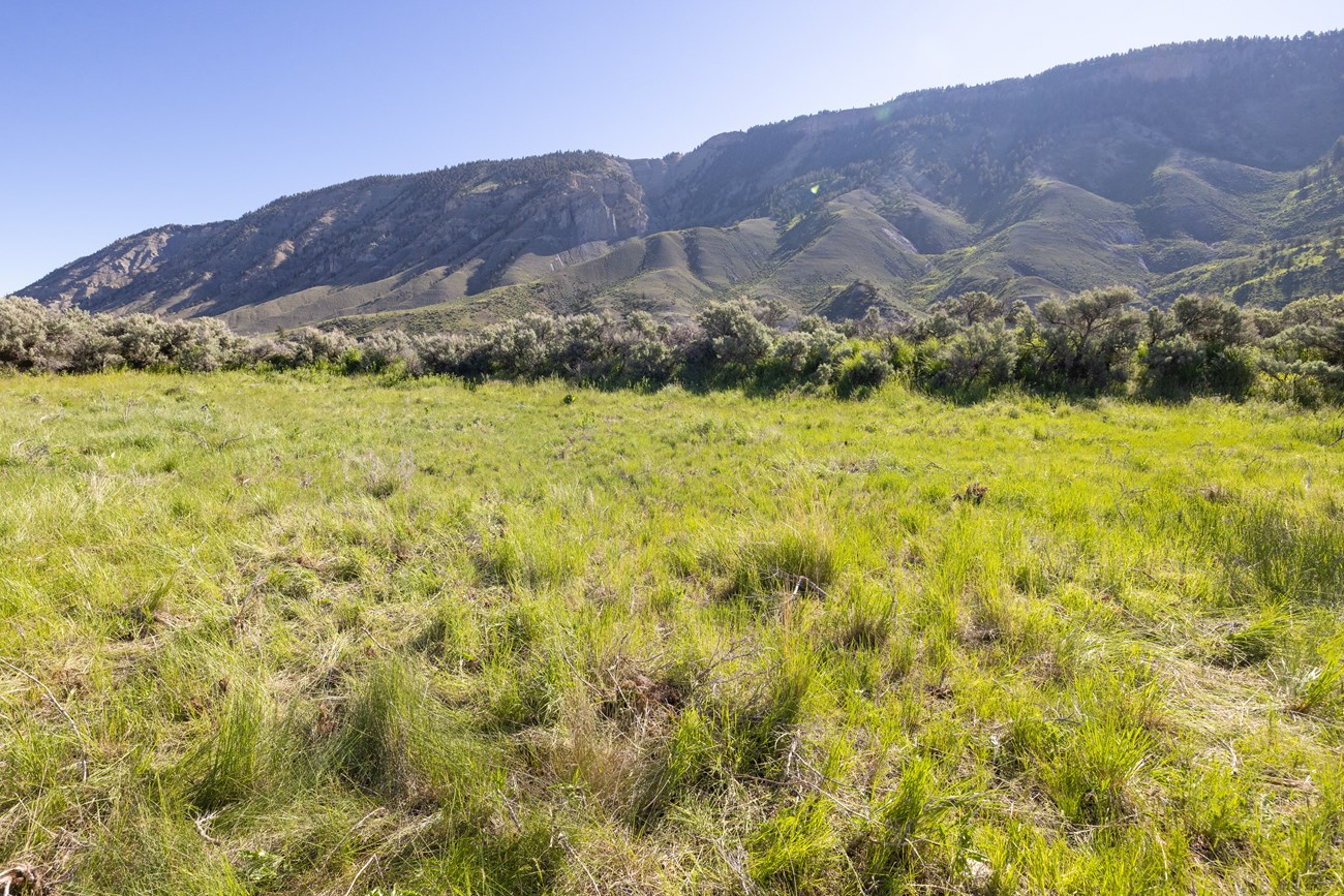 a large, grassy field with mountains in the distance