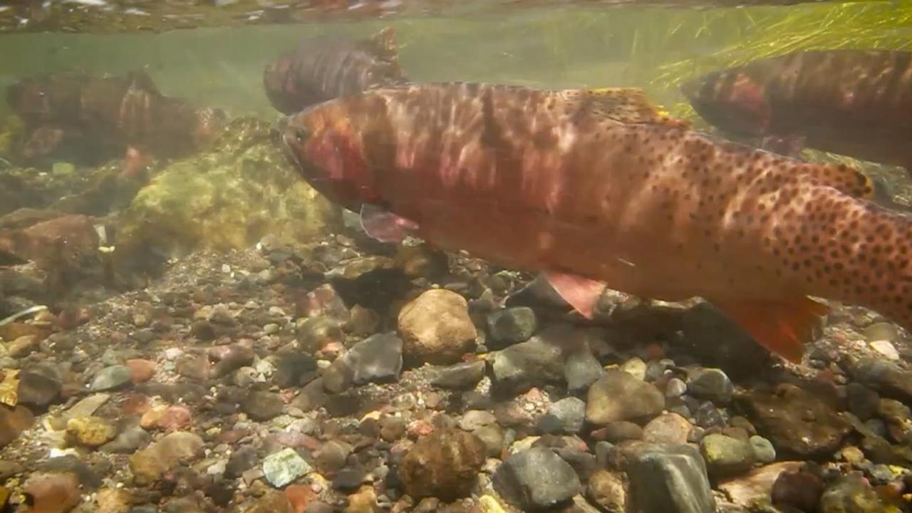 Fish Ecology - Yellowstone National Park (U.S. National Park Fish Ecology - Yellowstone National Park (U.S. National Park