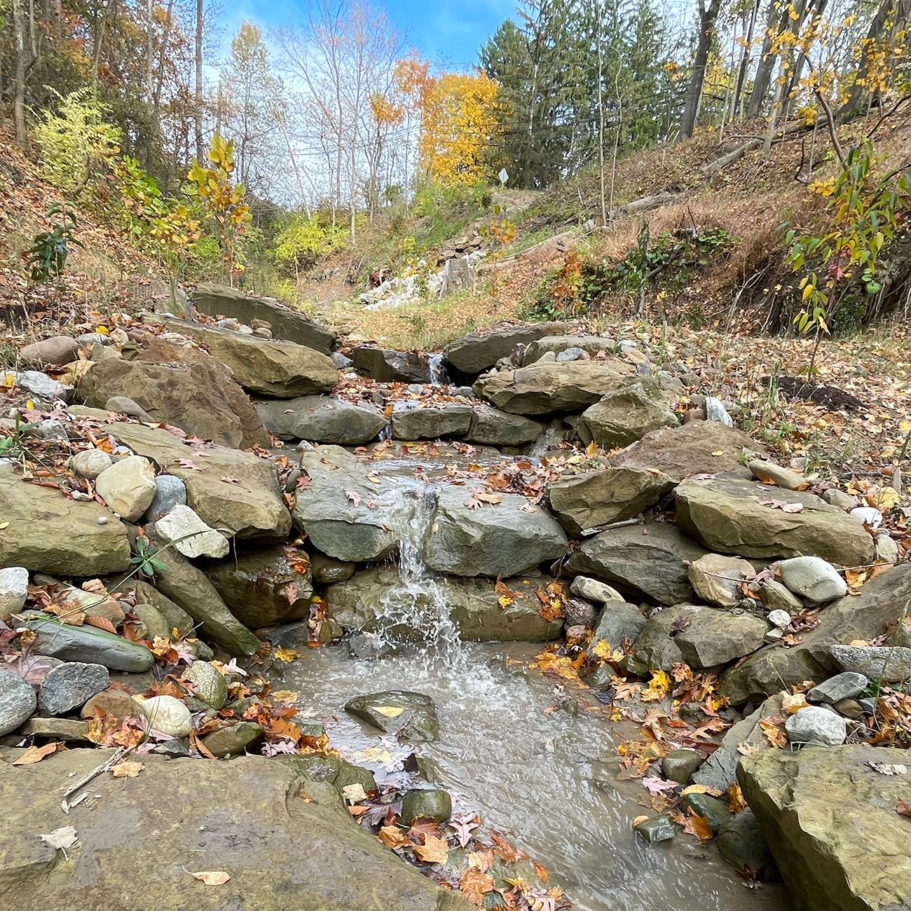 A section of streambed surrounded by green plants; tree branches and pieces of brick and cement litter the area.