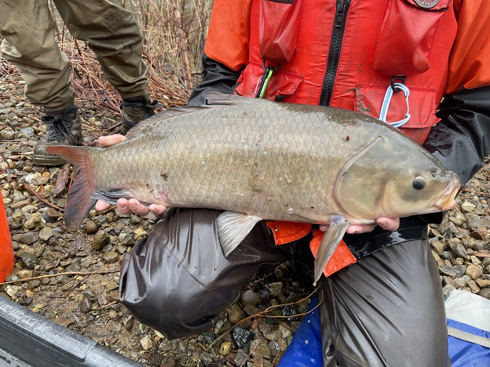 A person holding a bigmouth buffalo fish.