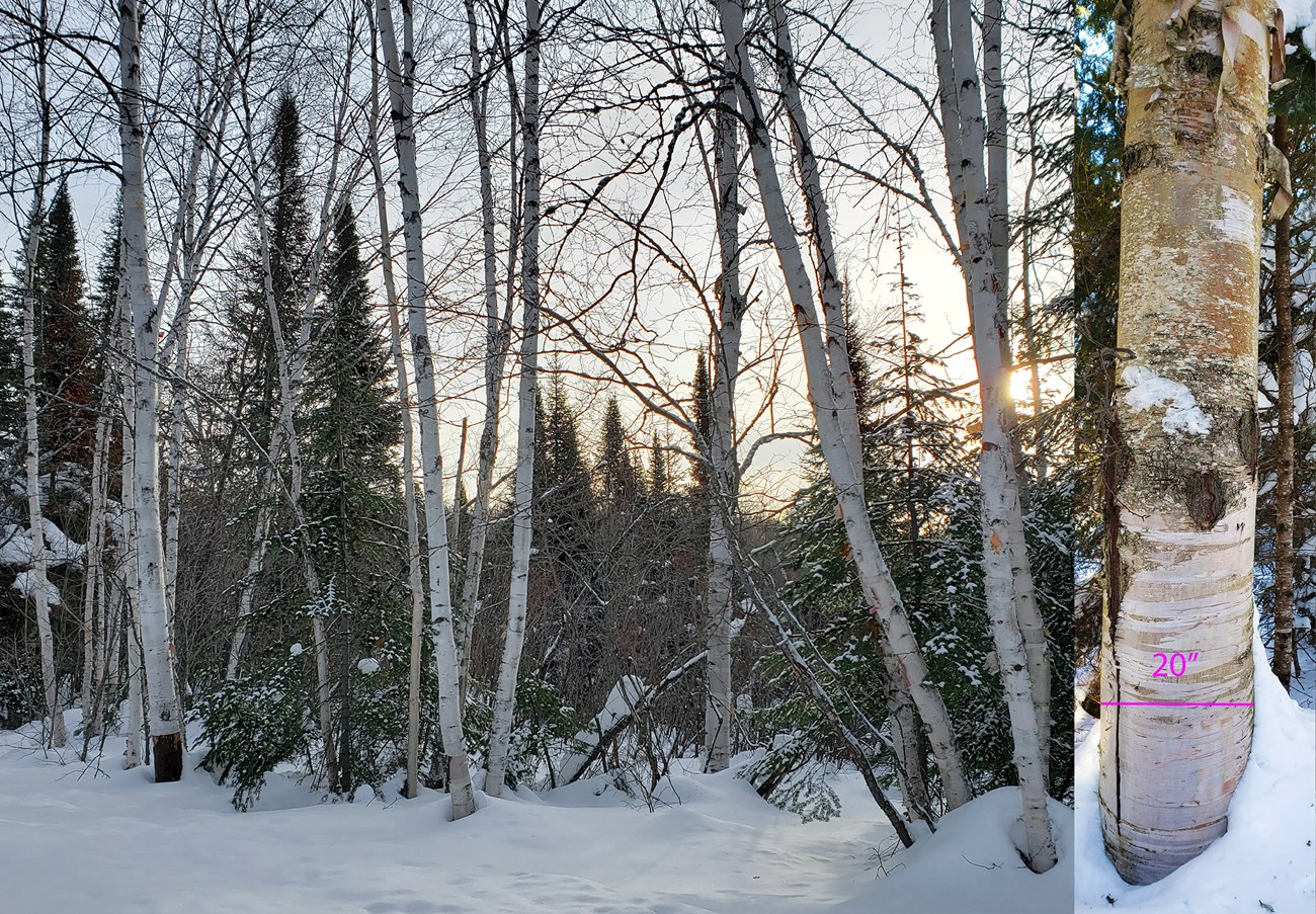 Birch trees are a common site across the North woods