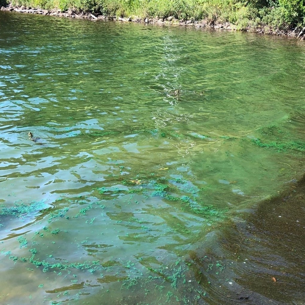 cyanobacteria painting the surface of the water a blue-green color