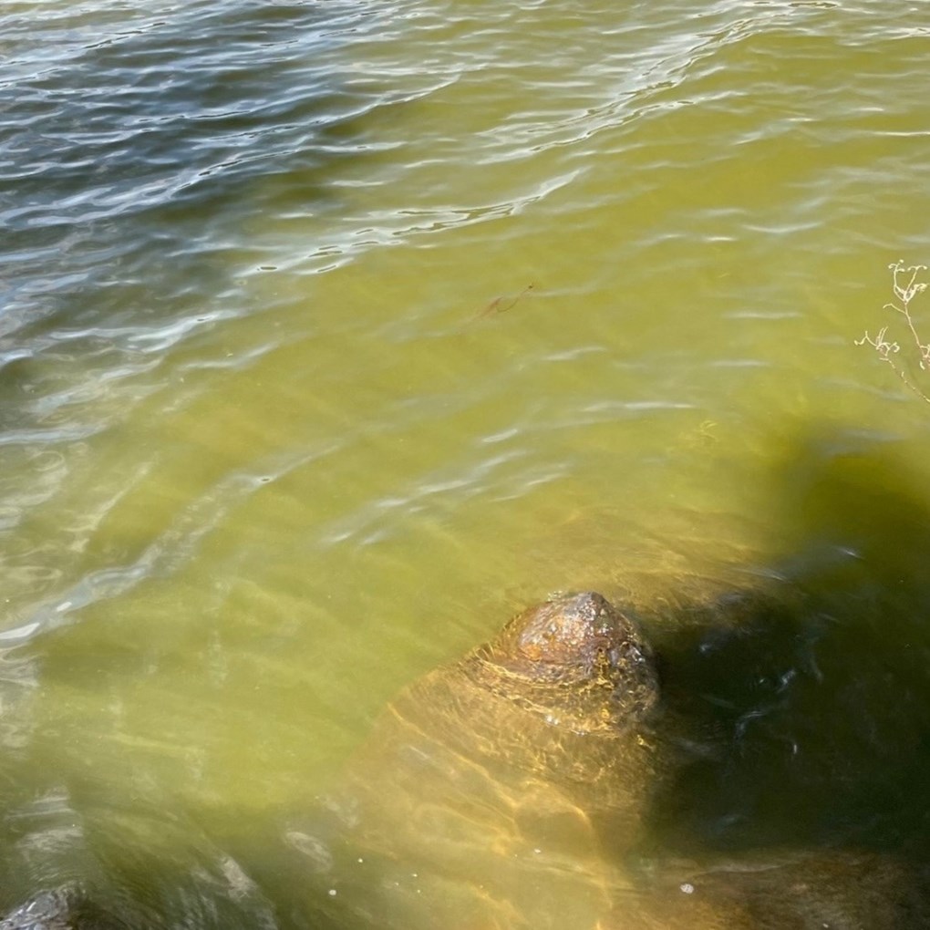 cyanobacteria painting the surface of the water a blue-green color