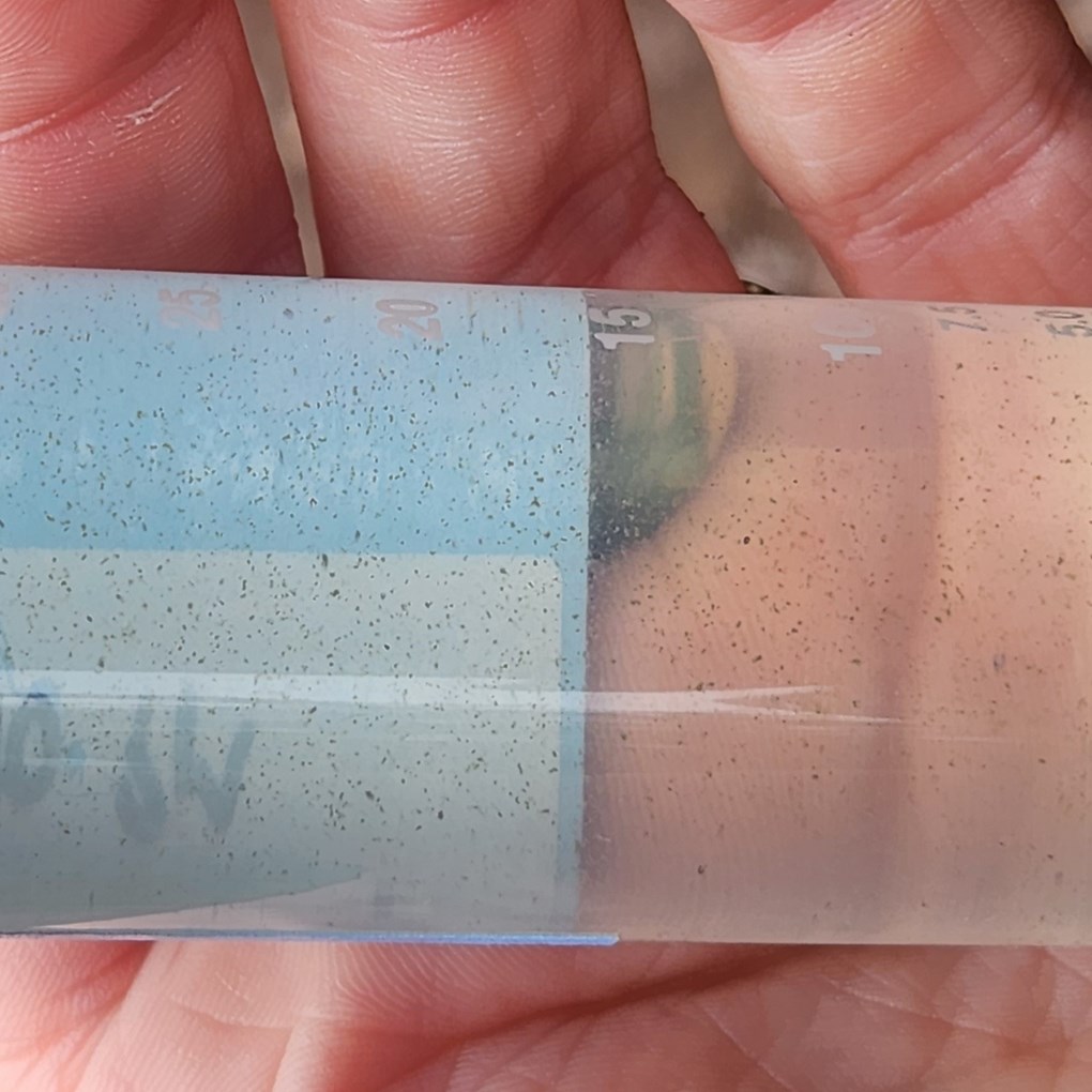 flecks of cyanobacteria in a sampling tube