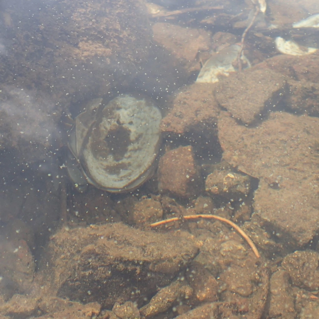 flecks of cyanobacteria in a sampling tube