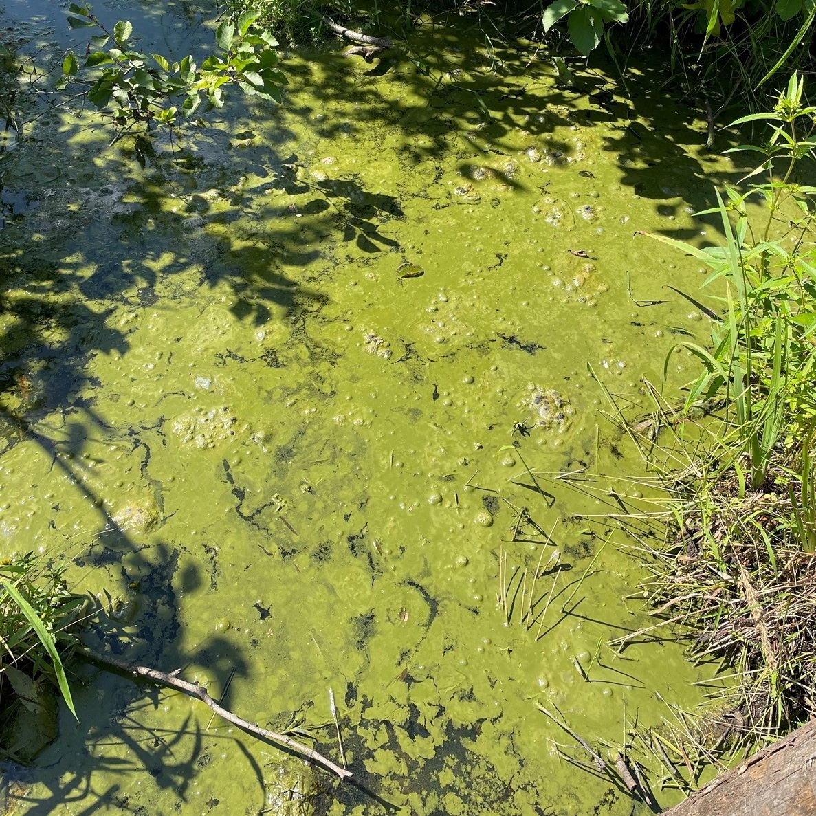 cyanobacteria mats in a string shape bright green